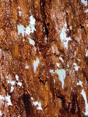 Mucronella fusiformis