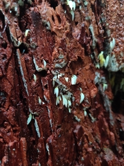 Mucronella fusiformis