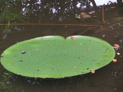 Victoria amazonica