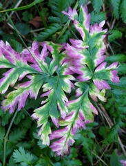 Chaerophyllum villarsii