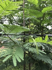 Leucaena pulverulenta