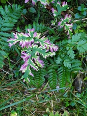Chaerophyllum villarsii