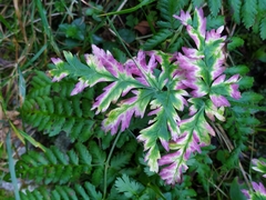 Chaerophyllum villarsii