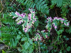 Chaerophyllum villarsii