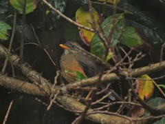 Turdus olivaceus pondoensis