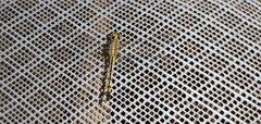 Diplacodes trivialis