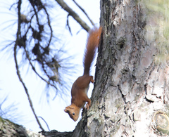 Sciurus vulgaris