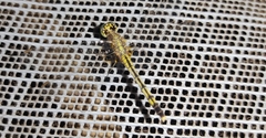 Diplacodes trivialis
