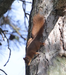 Sciurus vulgaris