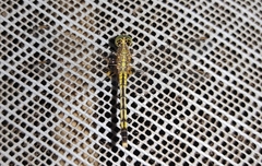 Diplacodes trivialis