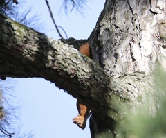Sciurus vulgaris