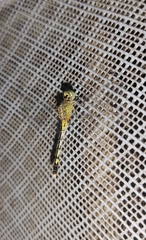 Diplacodes trivialis