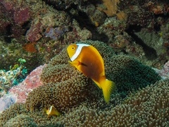 Amphiprion leucokranos
