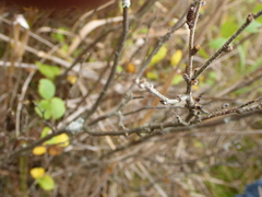 Betula humilis
