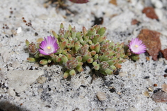 Drosanthemum stokoei