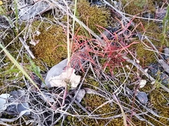 Oxalis polyphylla pentaphylla