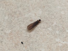 Kalotermes flavicollis