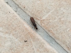 Kalotermes flavicollis