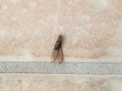 Kalotermes flavicollis