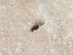 Kalotermes flavicollis