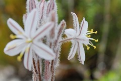 Trachyandra hirsutiflora