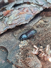 Sclerostomulus nitidus