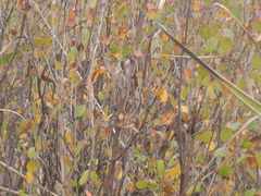 Betula humilis
