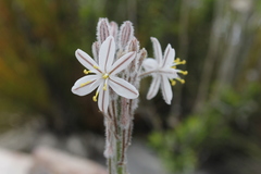 Trachyandra hirsutiflora