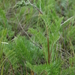 Artemisia laciniata - Photo (c) sydcannings, algunos derechos reservados (CC BY-NC), subido por sydcannings