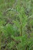 Siberian Wormwood - Photo (c) sydcannings, some rights reserved (CC BY-NC), uploaded by sydcannings