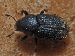 Hylesinus crenatus