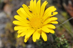 Berkheya barbata