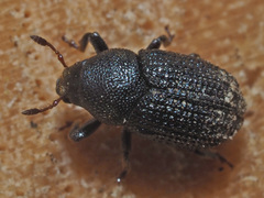 Hylesinus crenatus