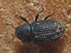 Hylesinus crenatus