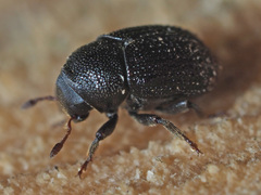 Hylesinus crenatus