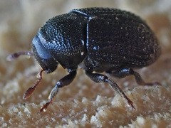 Hylesinus crenatus