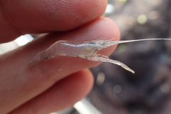 Macrobrachium asperulum