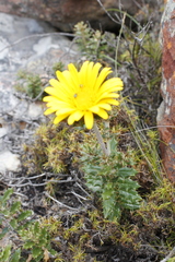 Berkheya barbata