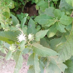 Gymnanthemum amygdalinum
