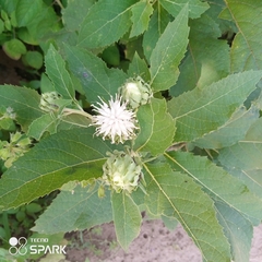 Gymnanthemum amygdalinum