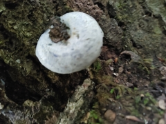 Lactarius indigo