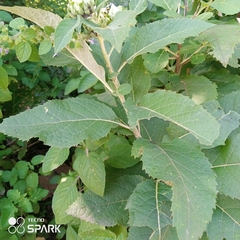 Gymnanthemum amygdalinum