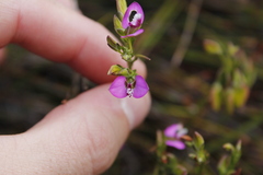 Polygala recognita