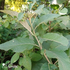 Gymnanthemum amygdalinum