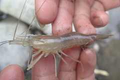 Macrobrachium nipponense