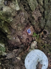 Lactarius indigo