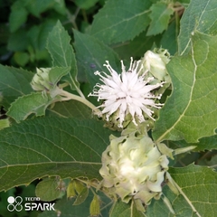 Gymnanthemum amygdalinum