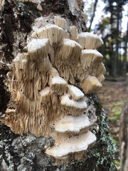 Irpiciporus