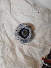 Lactarius indigo