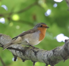 Erithacus rubecula